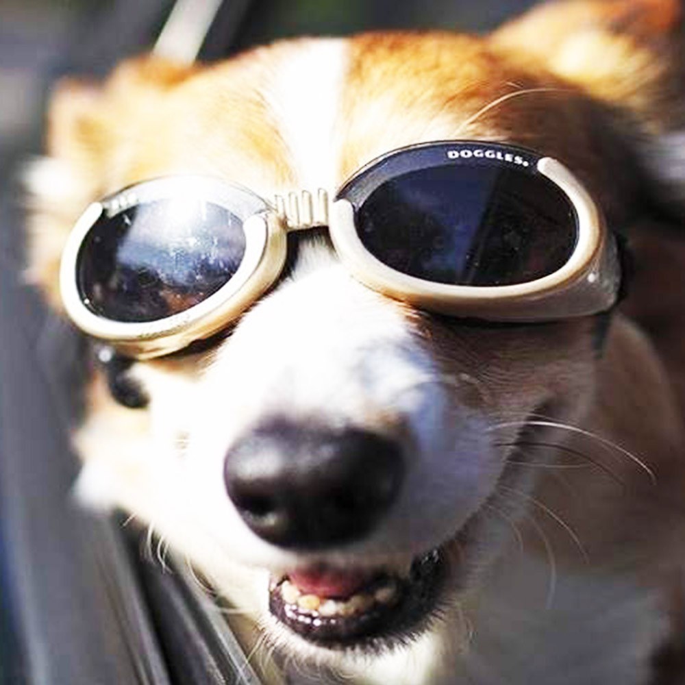 10 глупых идей на миллион: солнечные очки для собак