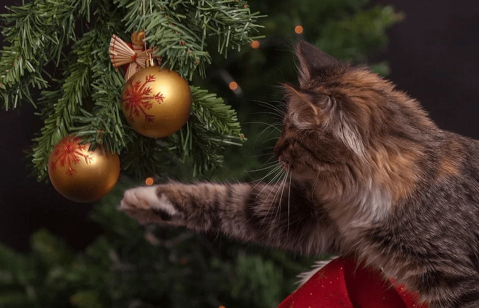 Россияне не хотят покупать самые дешевые елки на Новый год