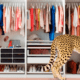 леопард, гардероб, вещи