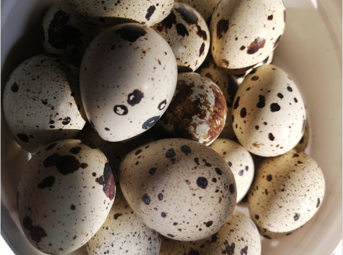 Перепелиные яйца для инкубации
