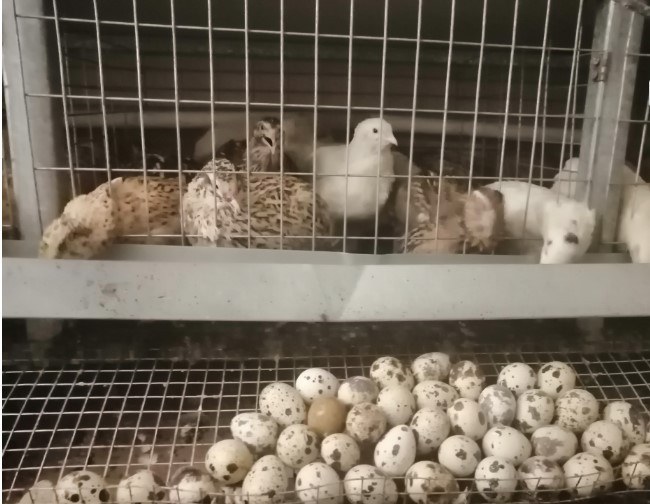 Домашняя ферма по производству перепелиных яиц