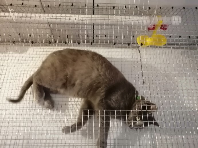 Кот тестирует клетку для перепелов