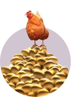 курица золотые яйца
