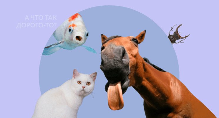 дорогие животные, лошадь, кот, жук, рыба