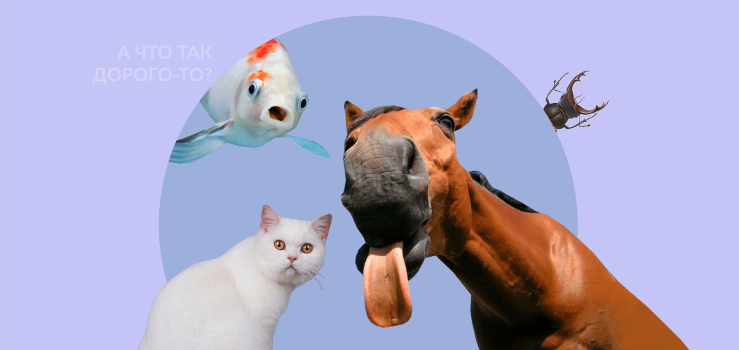 дорогие животные, лошадь, кот, жук, рыба