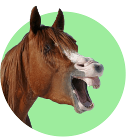 Вакансия - конюх, ухаживатель за лошадьми 