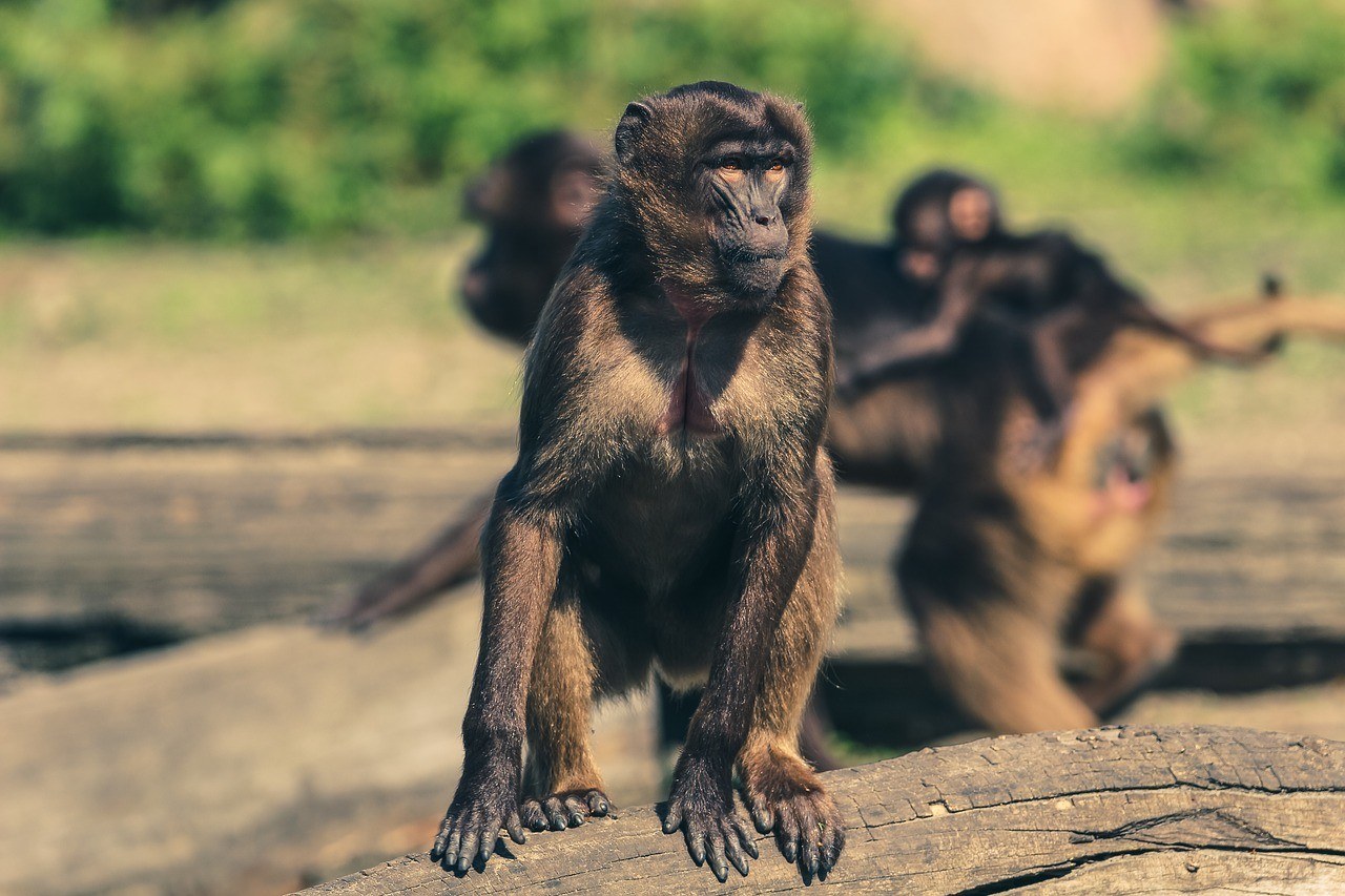 Десятки тысяч магазинов бойкотируют тайскую Chaokoh за эксплуатацию обезьян