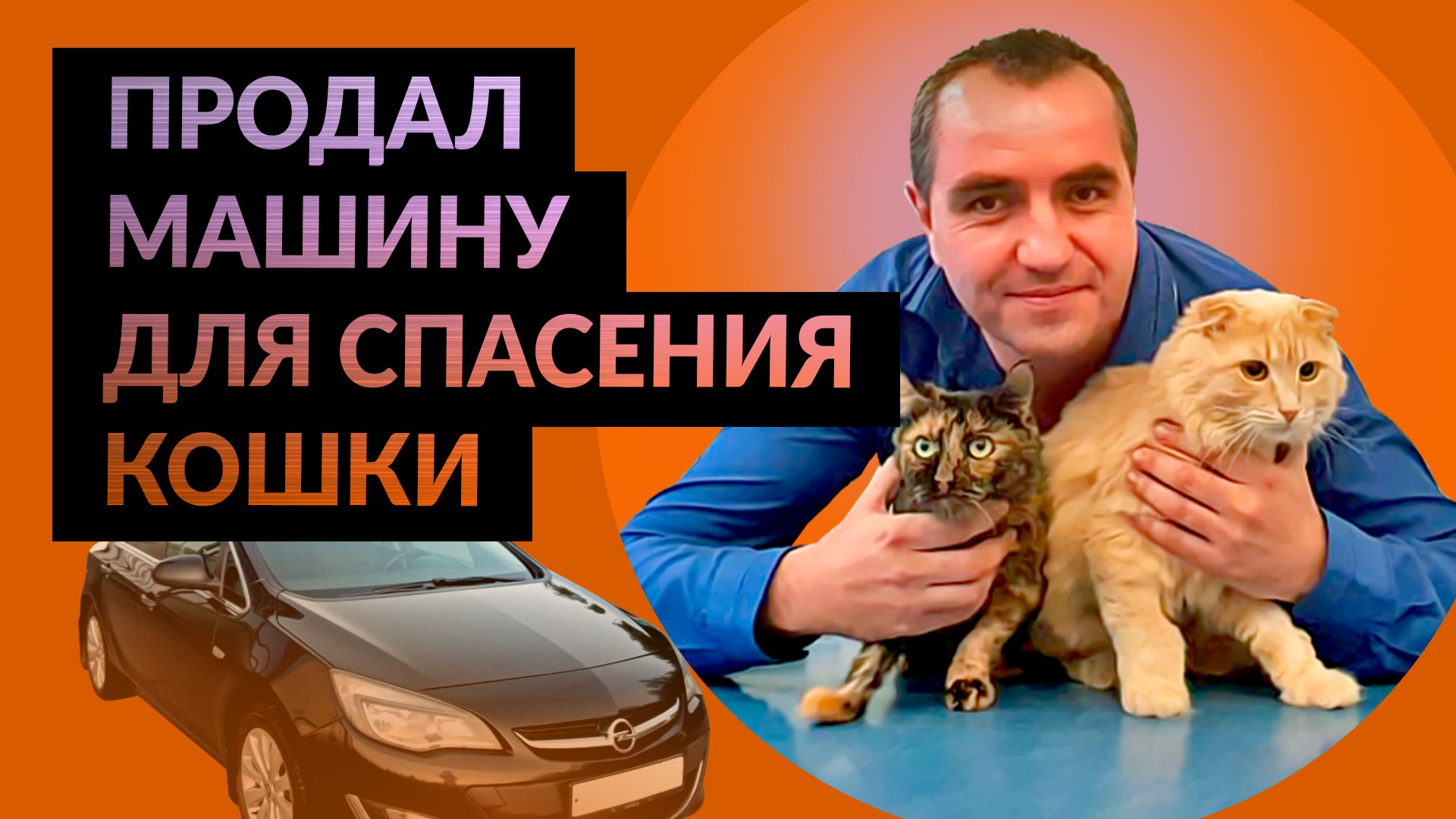 Бизнесмен продал машину для пересадки почки кошке