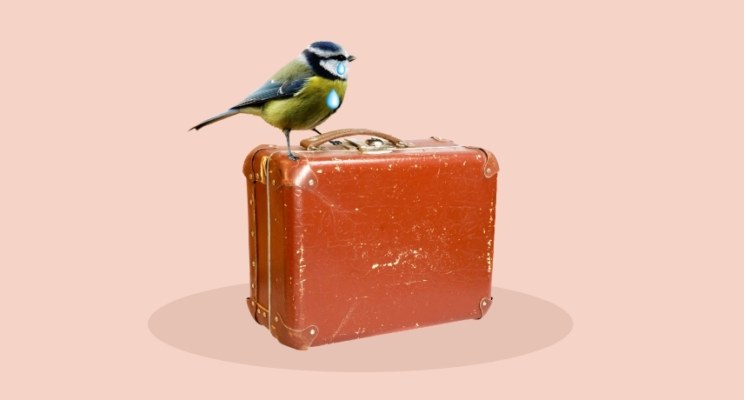 Лучше синица в руках: привычка быть бедным