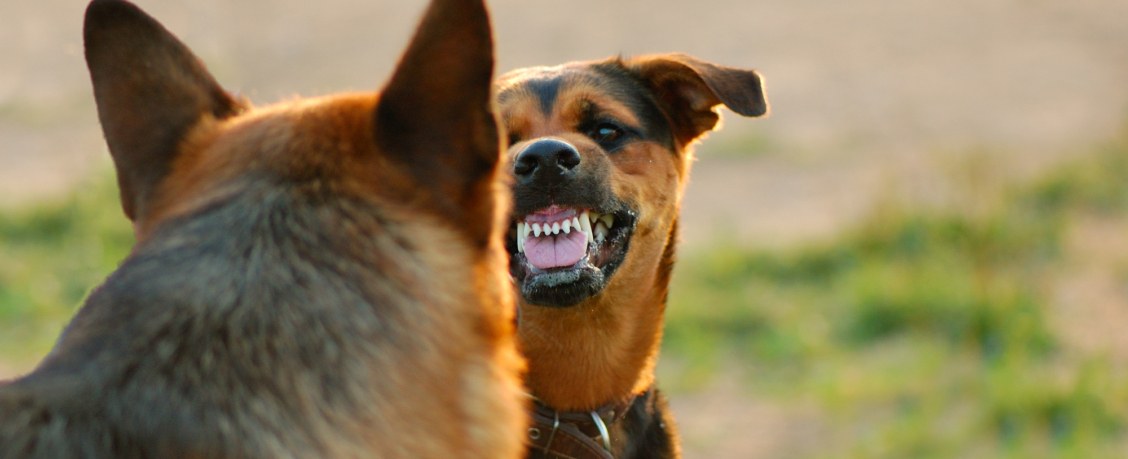 В Госдуме хотят ввести штрафы и уголовную ответственность за укусы собак
