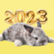 Финансовый гороскоп на 2023 год: кому принесет деньги год Черного Водяного Кролика