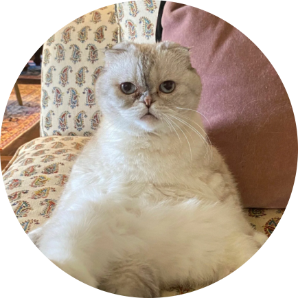 Кошка Оливия Бенсон — 97 млн долларов (7,9 млрд рублей)