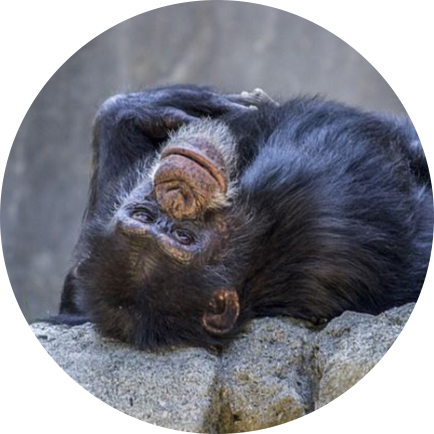 Шимпанзе Калу — 60-80 млн долларов (4,9-6,5 млрд рублей)