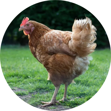 Шотландская курица Джиго — 12,5-16 млн долларов (1-1,3 млрд рублей)