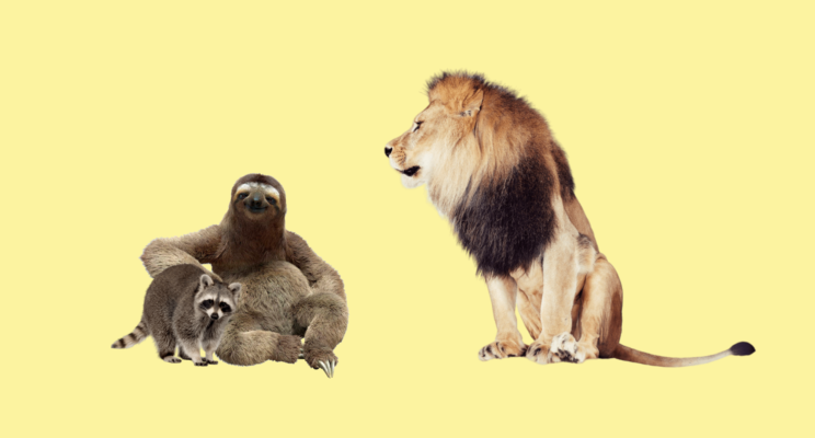 Ленивец, енот, страус или лев: кто вы на работе? Тест