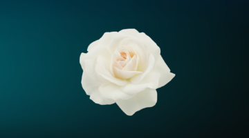 Бесплатное женское здоровье: как грамотно воспользоваться услугами «Белой Розы»