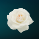 «Белая Роза» для бесплатной проверки женского здоровья