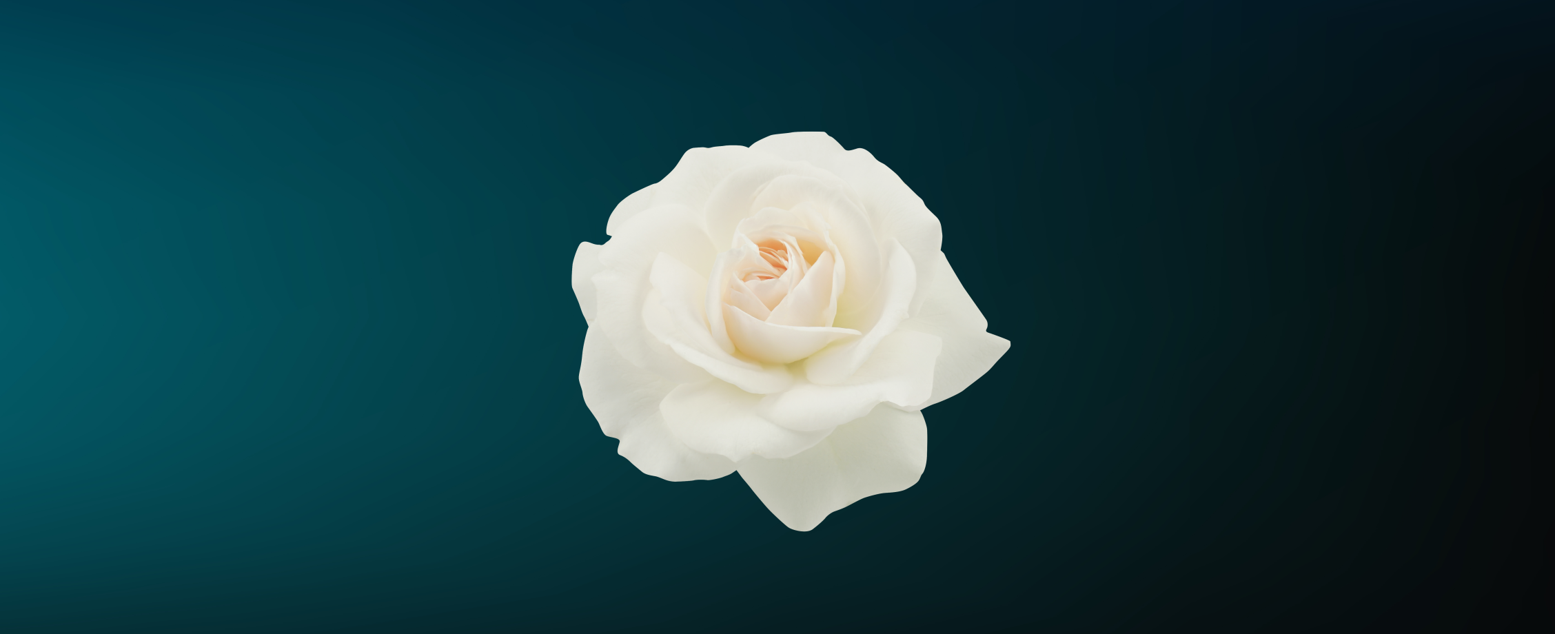 Бесплатное женское здоровье: как грамотно воспользоваться услугами «Белой Розы»